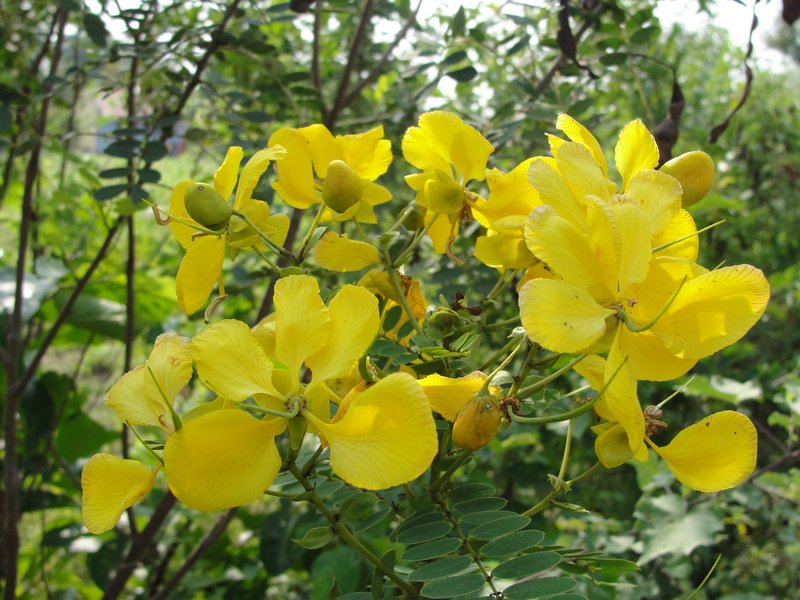 Avaram