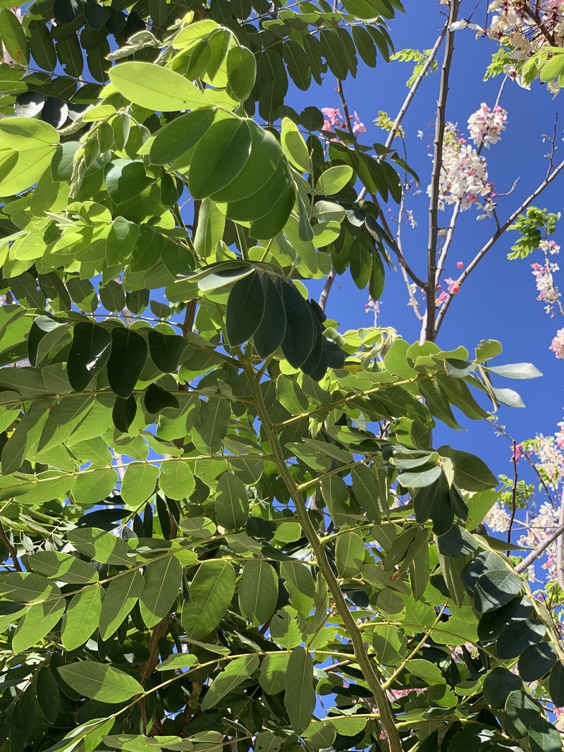 Cassia bakeriana photo 4