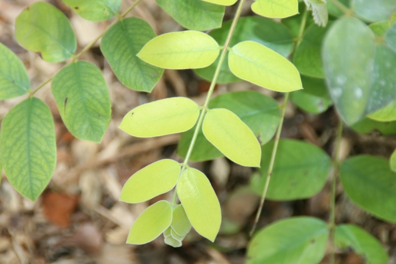 Cassia bakeriana photo 6