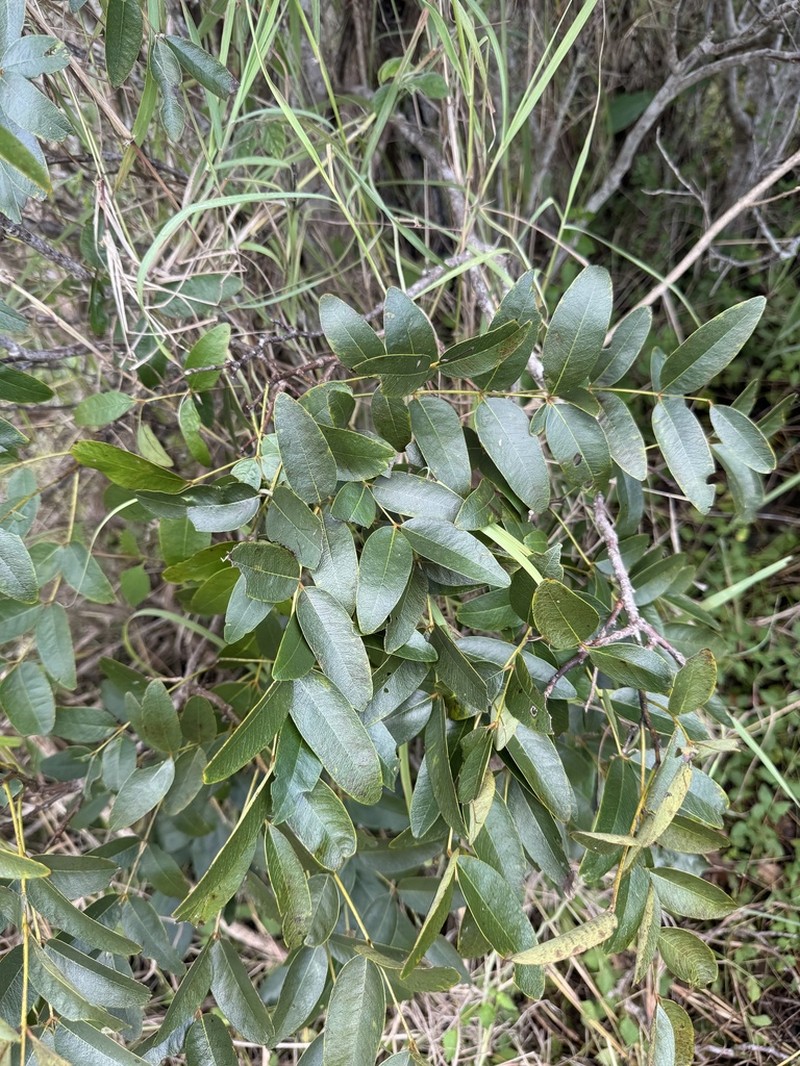 Leichardt-Bean photo 4