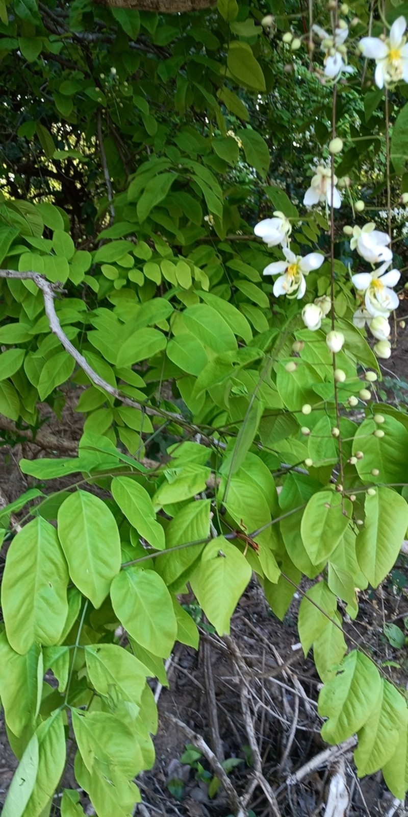 Cassia burttii
