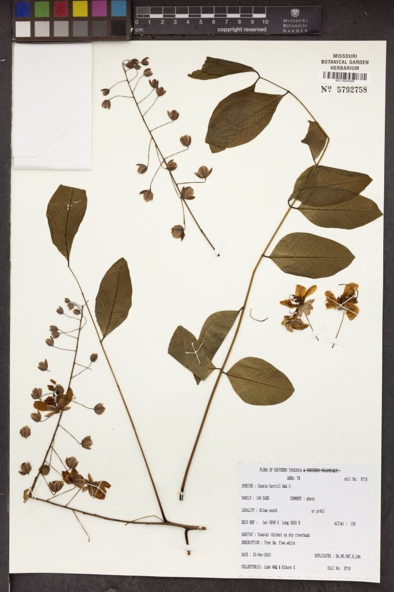 Cassia burttii photo 2