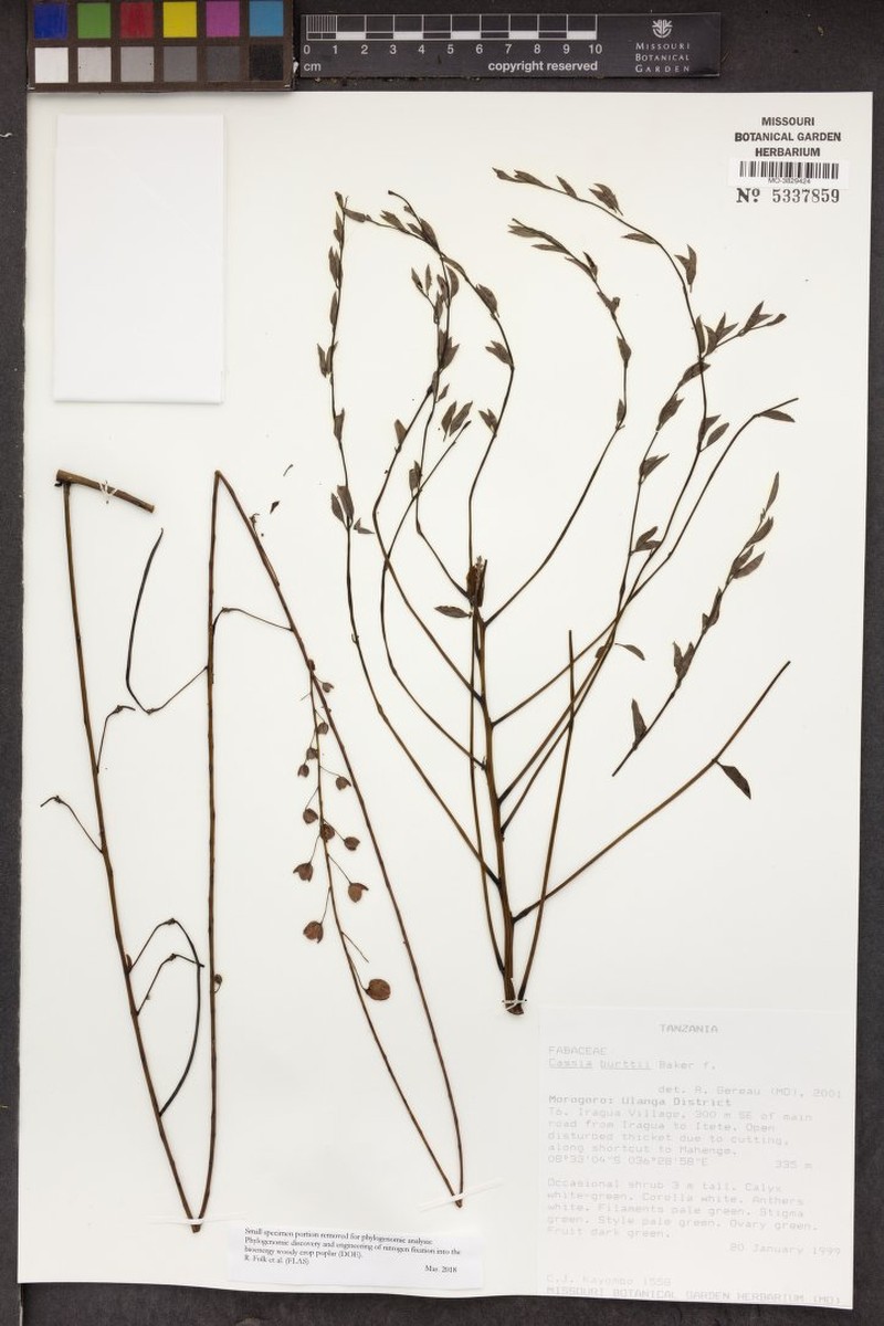 Cassia burttii photo 3