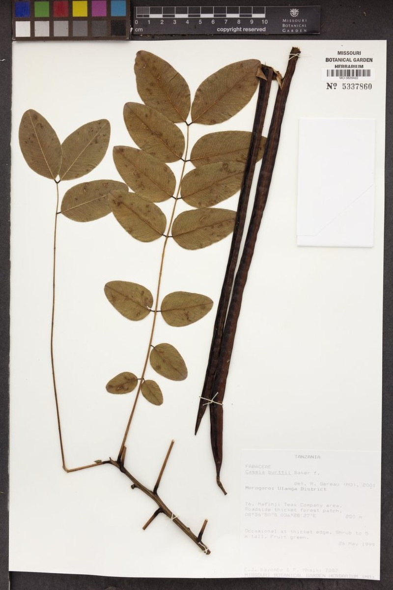 Cassia burttii photo 4
