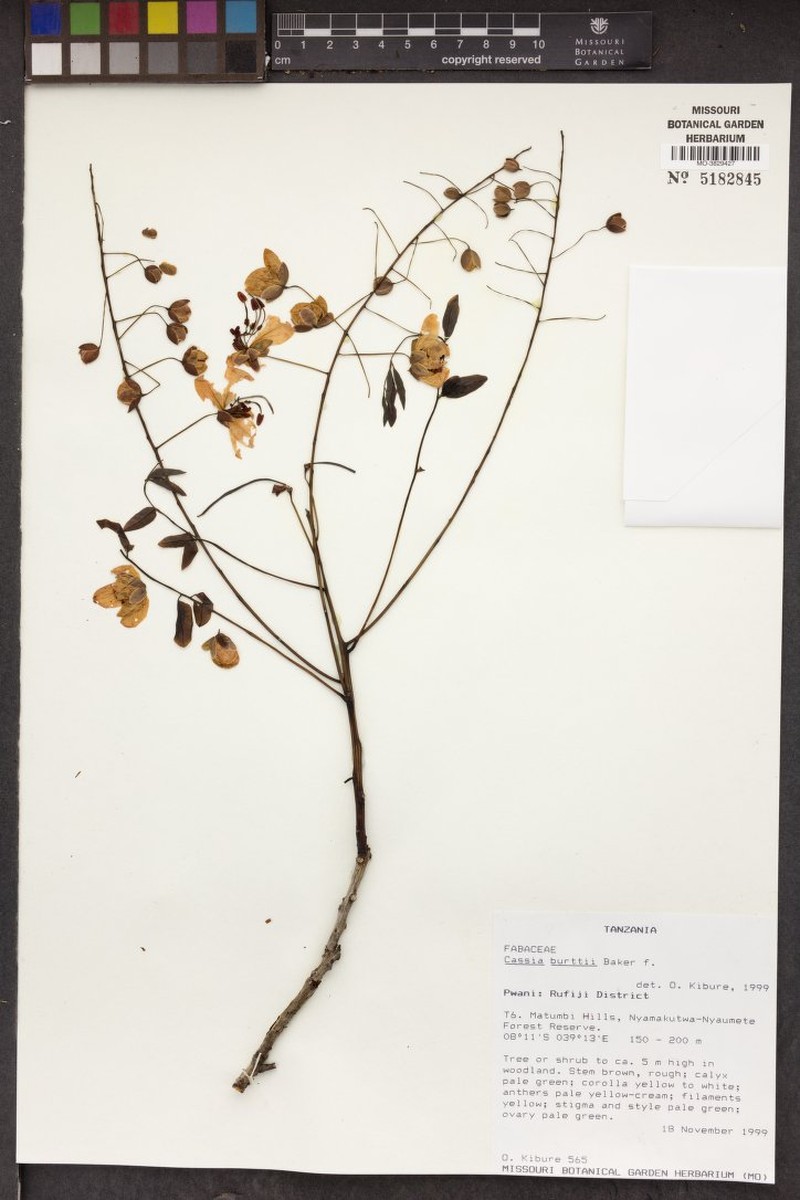 Cassia burttii photo 5