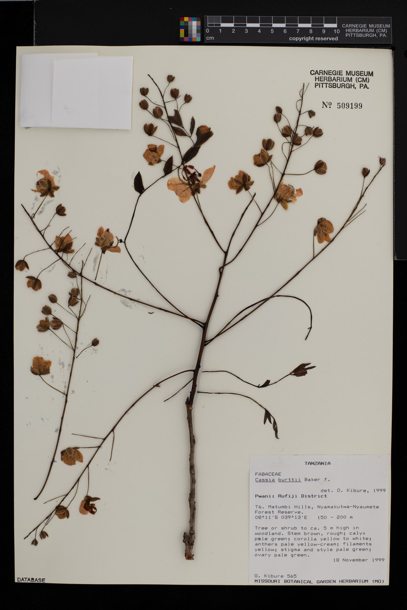 Cassia burttii photo 6