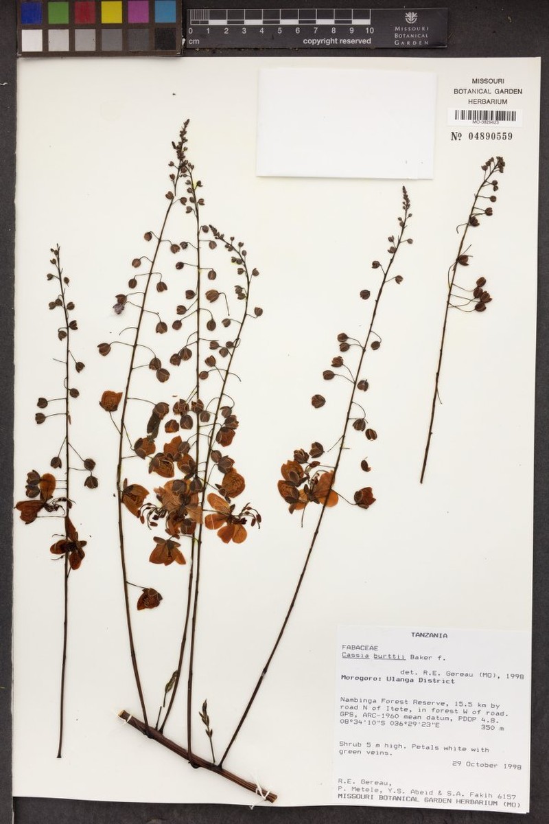 Cassia burttii photo 7