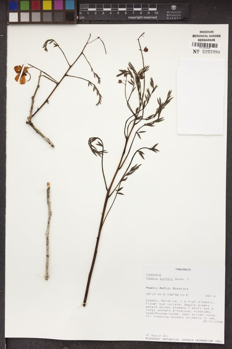 Cassia burttii photo 8