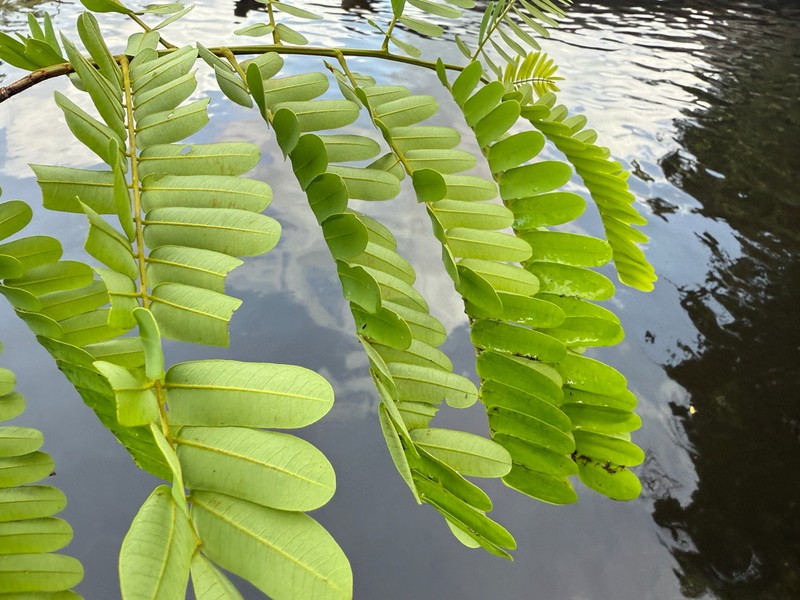 Cassia cowanii