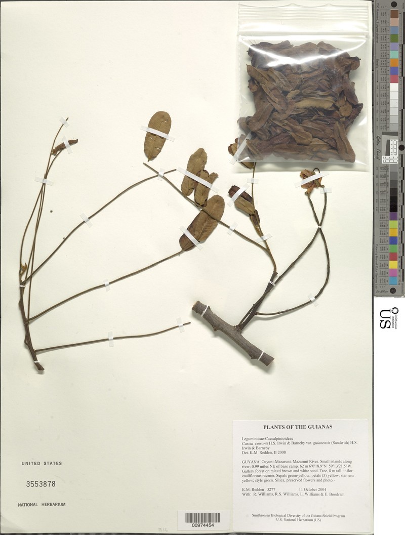 Cassia cowanii photo 2