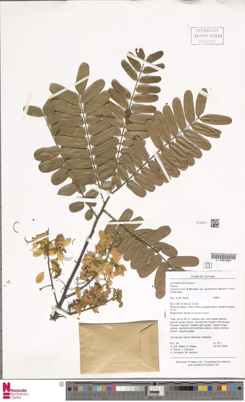 Cassia cowanii var. guianensis photo 2