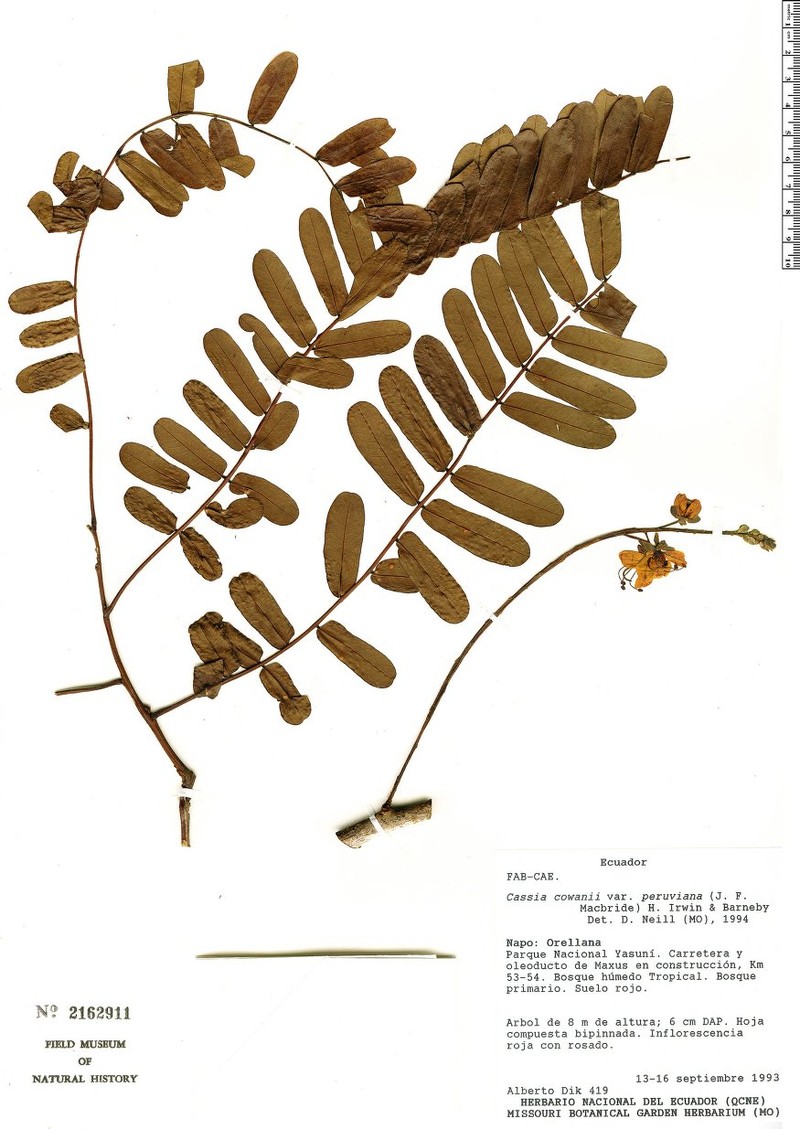 Cassia cowanii var. peruviana