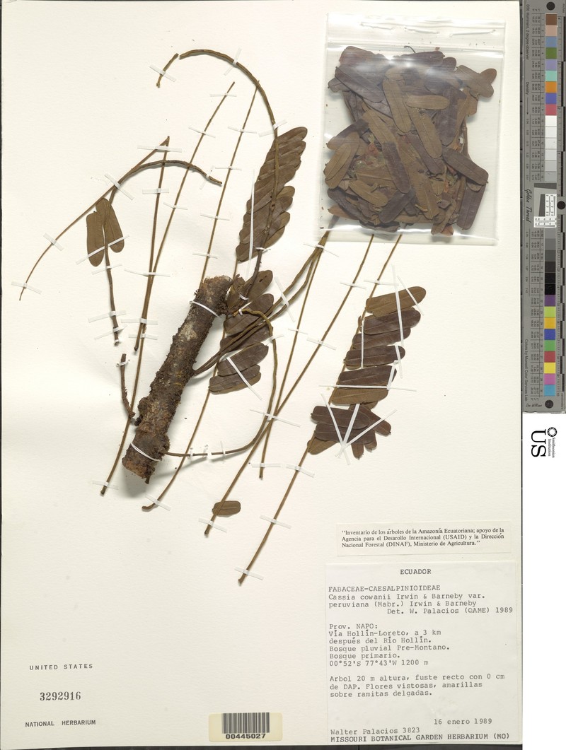 Cassia cowanii var. peruviana photo 3
