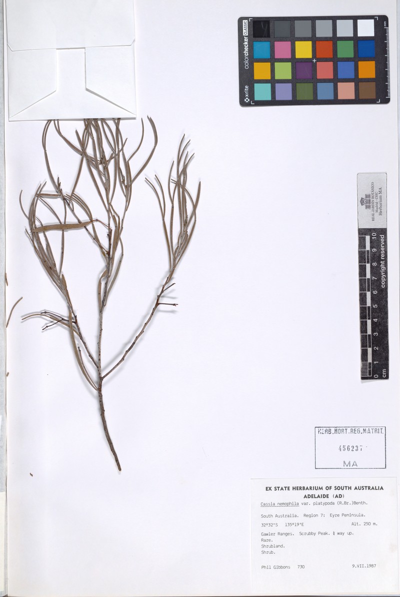 Cassia eremophila photo 2
