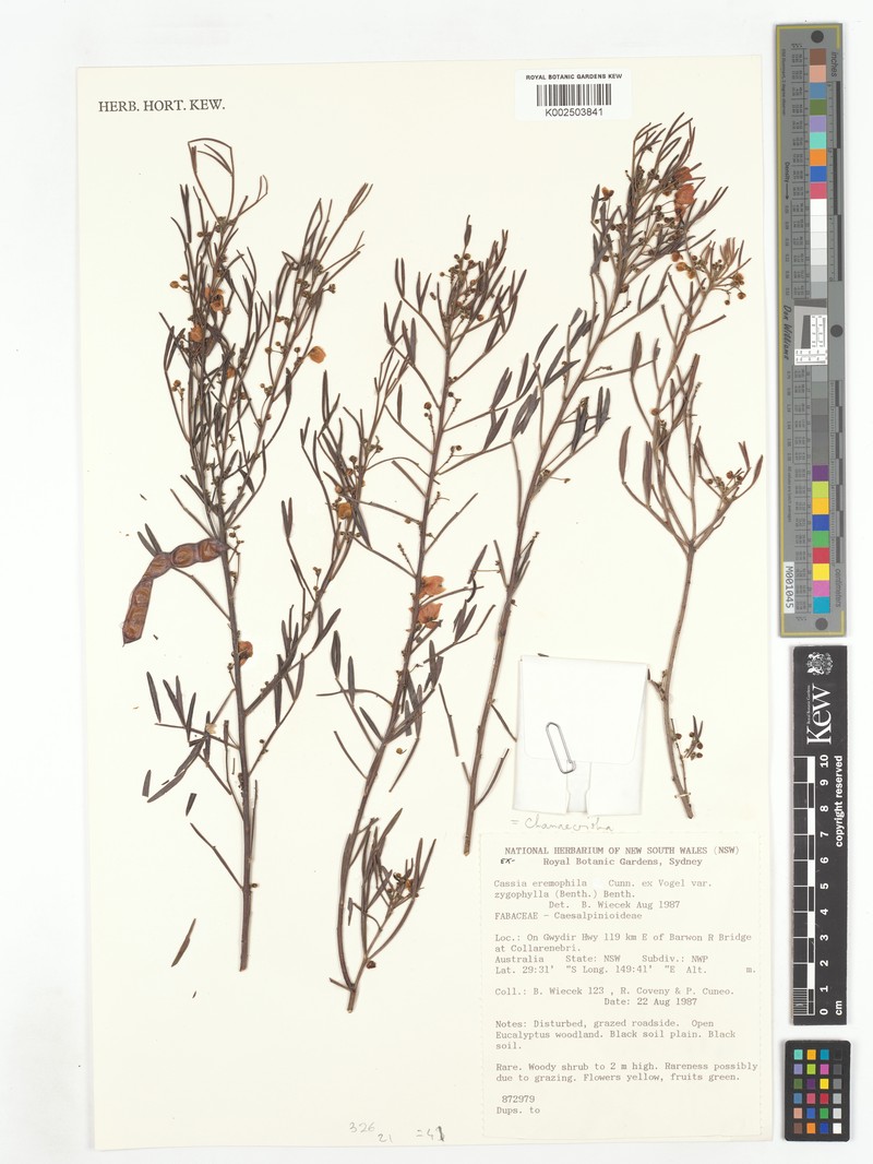 Cassia eremophila photo 3