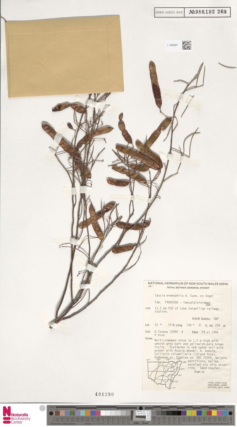Cassia eremophila photo 4