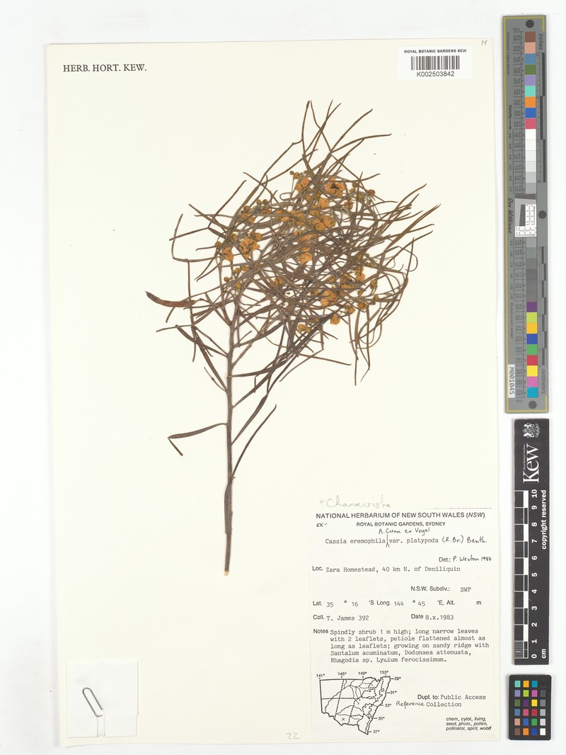 Cassia eremophila photo 5