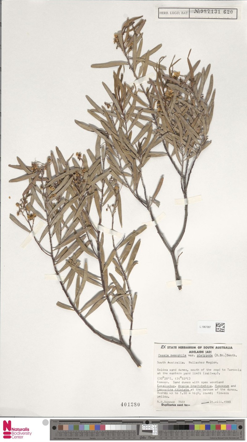 Cassia eremophila photo 6