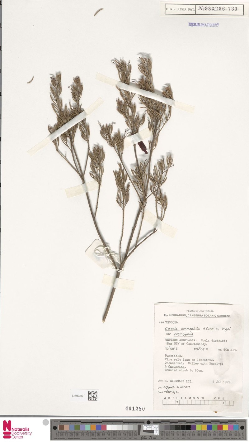 Cassia eremophila photo 7