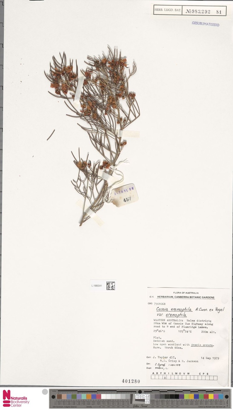 Cassia eremophila photo 8