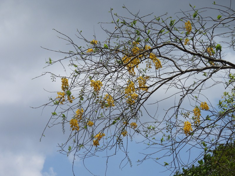 Cassia fastuosa photo 2