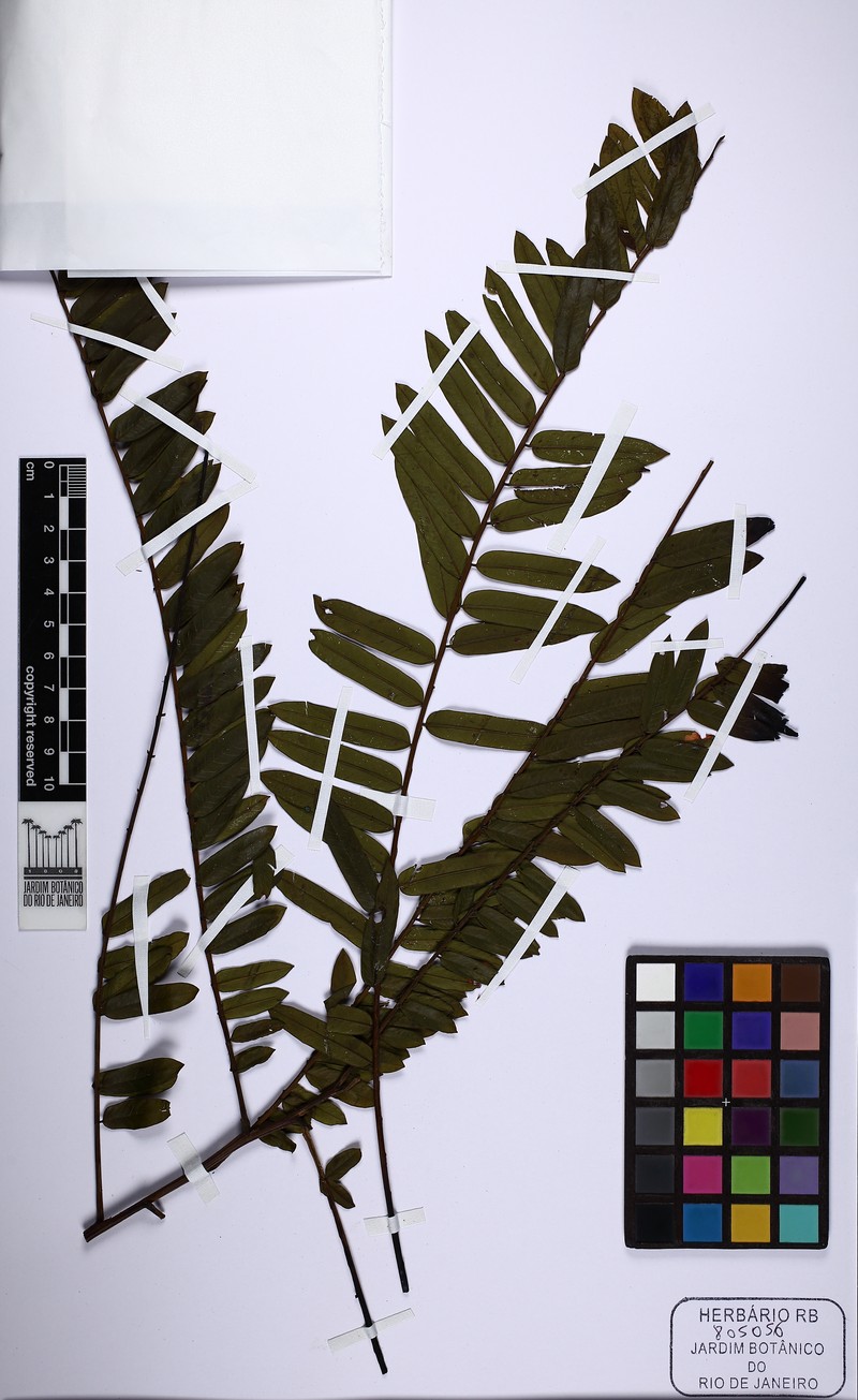 Cassia fastuosa photo 3