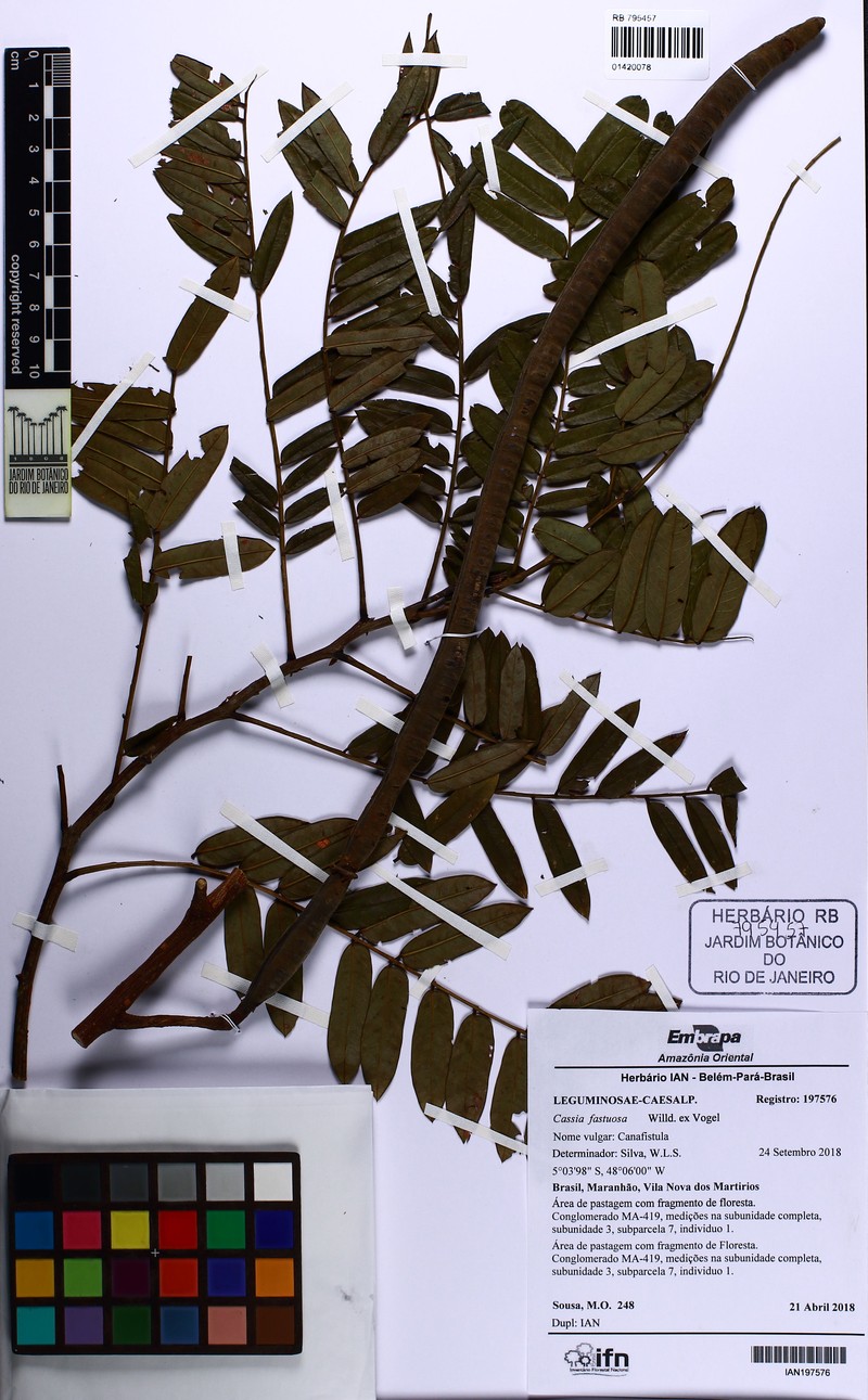Cassia fastuosa photo 4