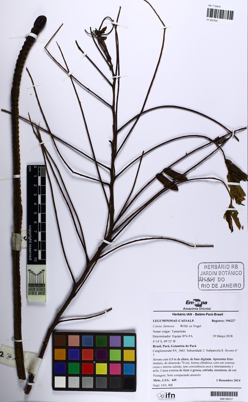 Cassia fastuosa photo 6