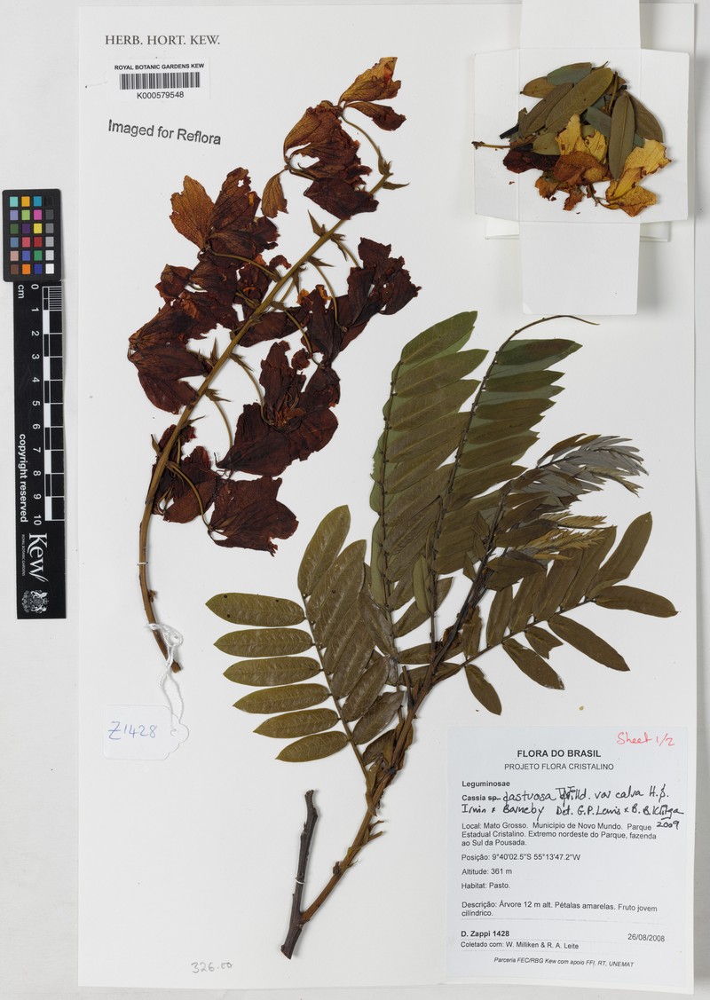 Cassia fastuosa photo 8