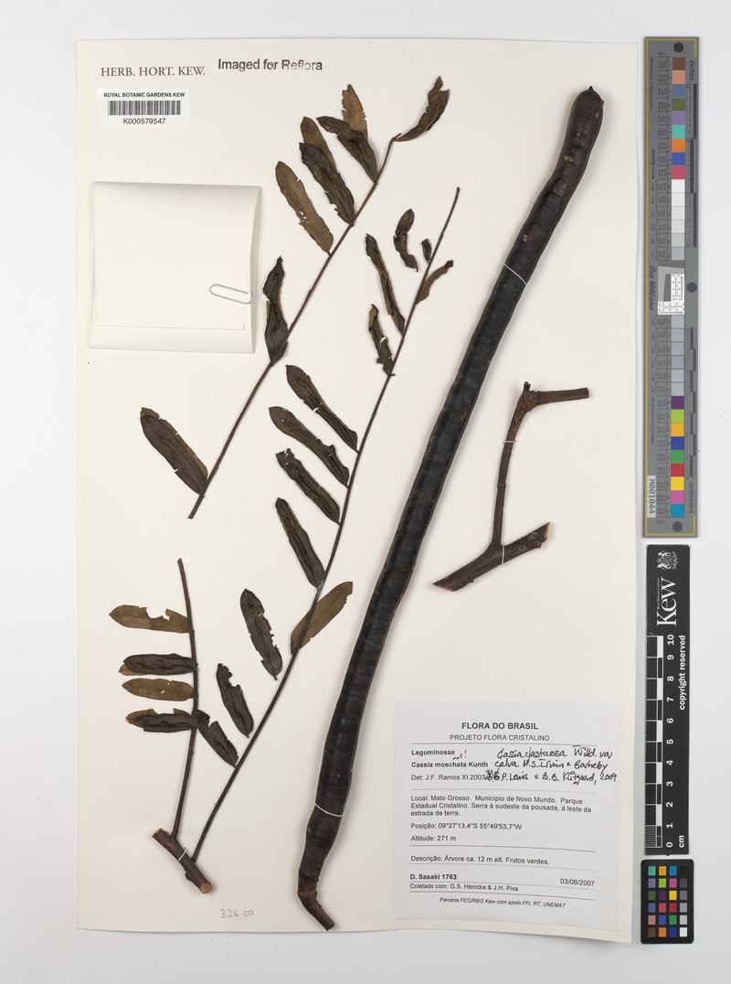 Cassia fastuosa var. calva photo 4