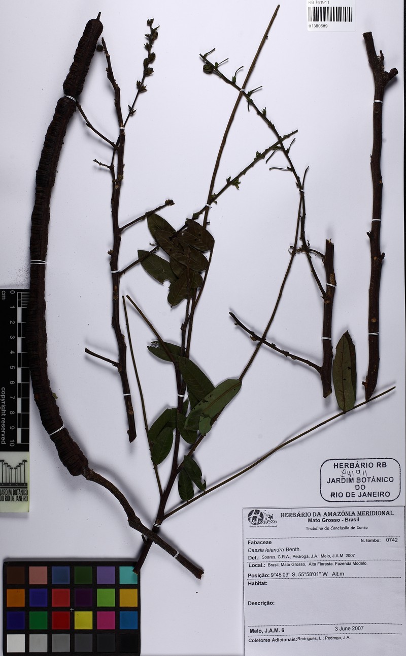 Cassia fastuosa var. calva photo 5
