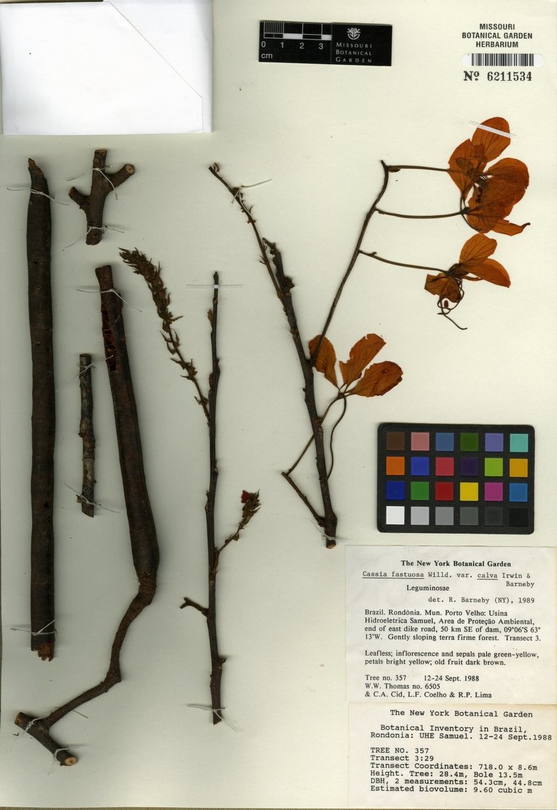 Cassia fastuosa var. calva photo 6