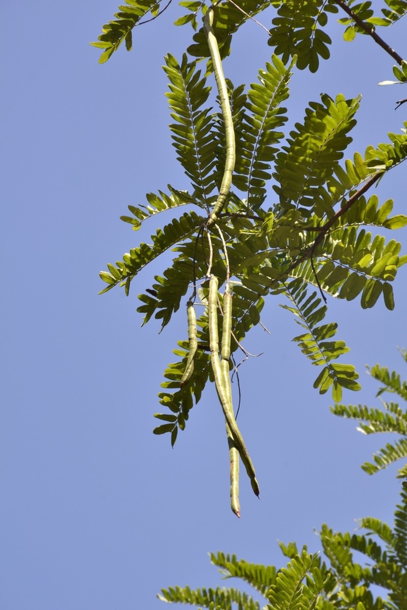 Cassia ferruginea photo 2