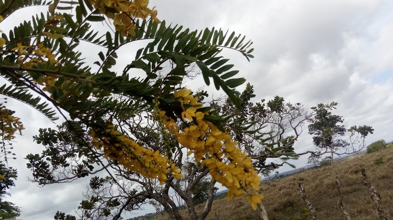 Cassia ferruginea photo 3