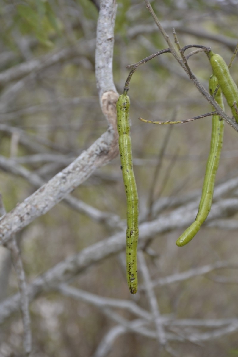 Cassia ferruginea photo 4