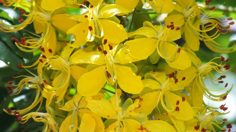 Cassia ferruginea photo 5