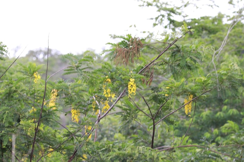 Cassia ferruginea photo 6