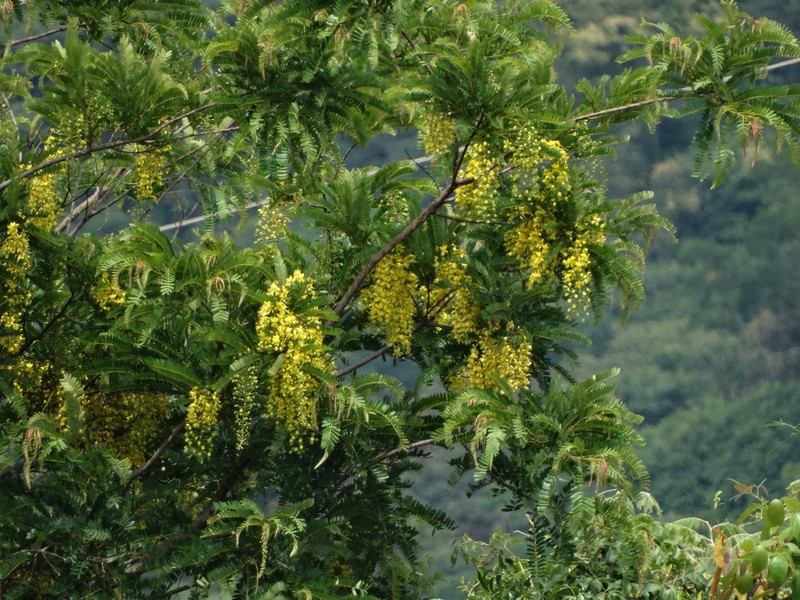 Cassia ferruginea photo 7