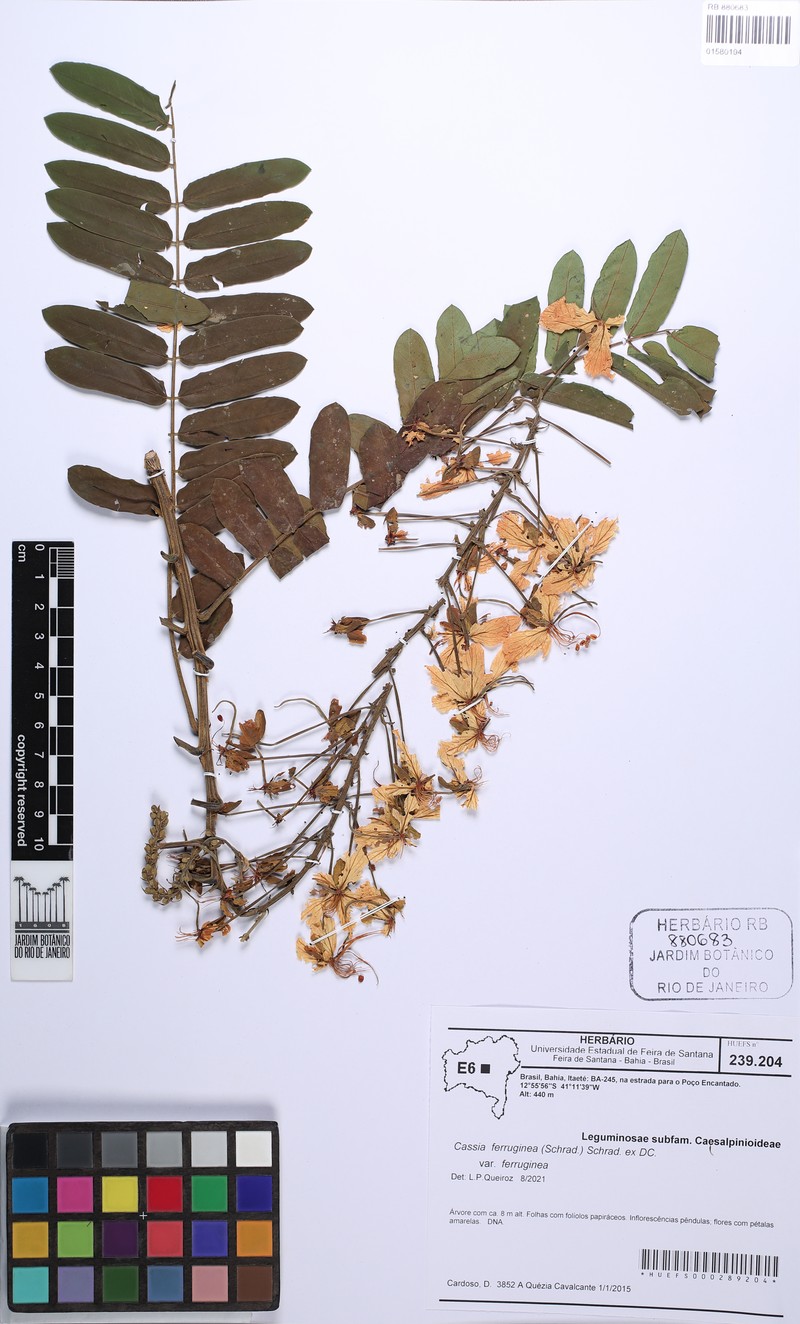 Cassia ferruginea var. ferruginea