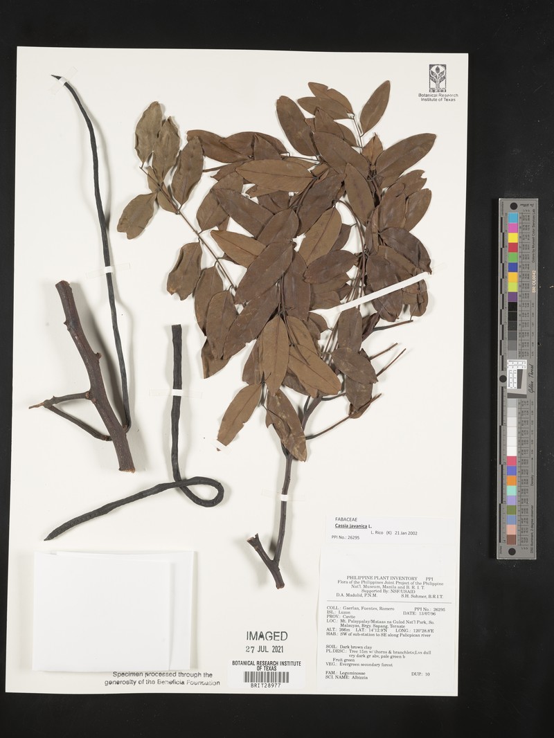 Cassia ferruginea var. vellozoana