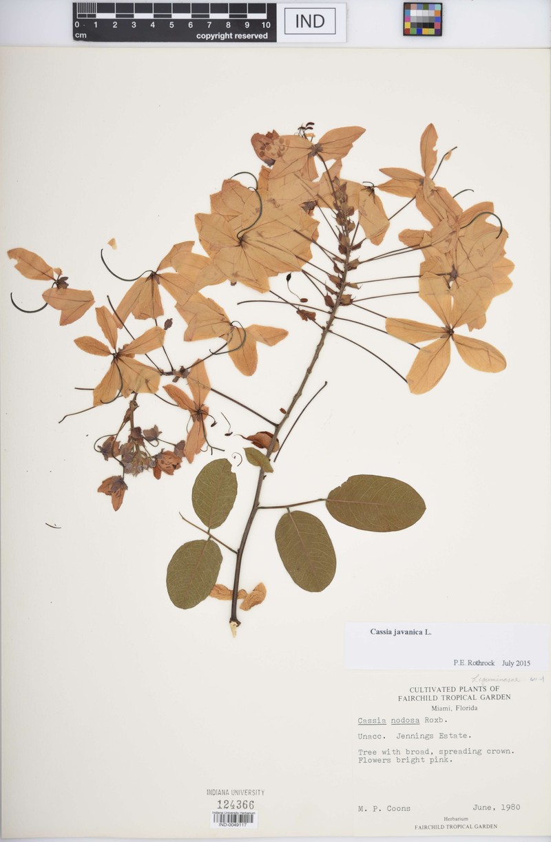 Cassia ferruginea var. vellozoana photo 2