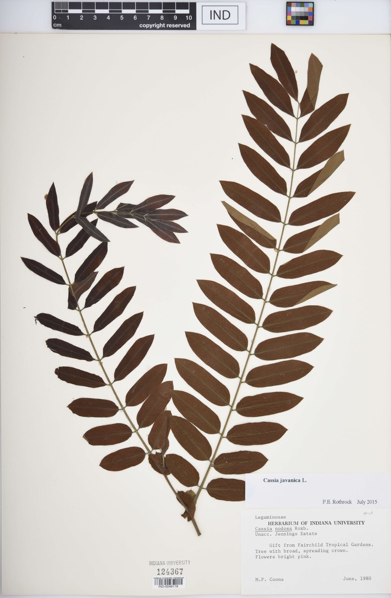 Cassia ferruginea var. vellozoana photo 3