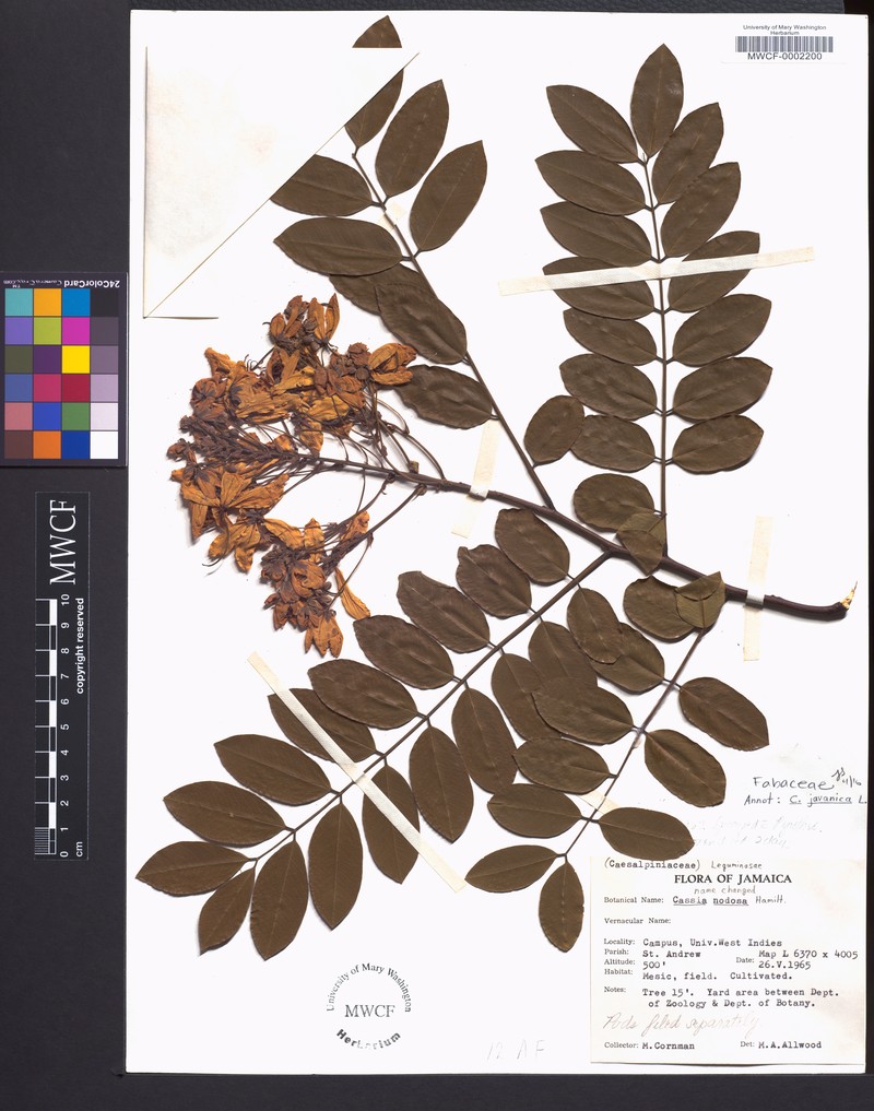 Cassia ferruginea var. vellozoana photo 5