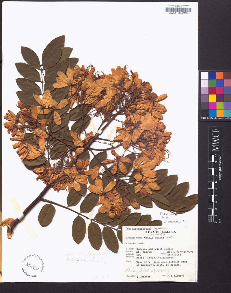 Cassia ferruginea var. vellozoana photo 6