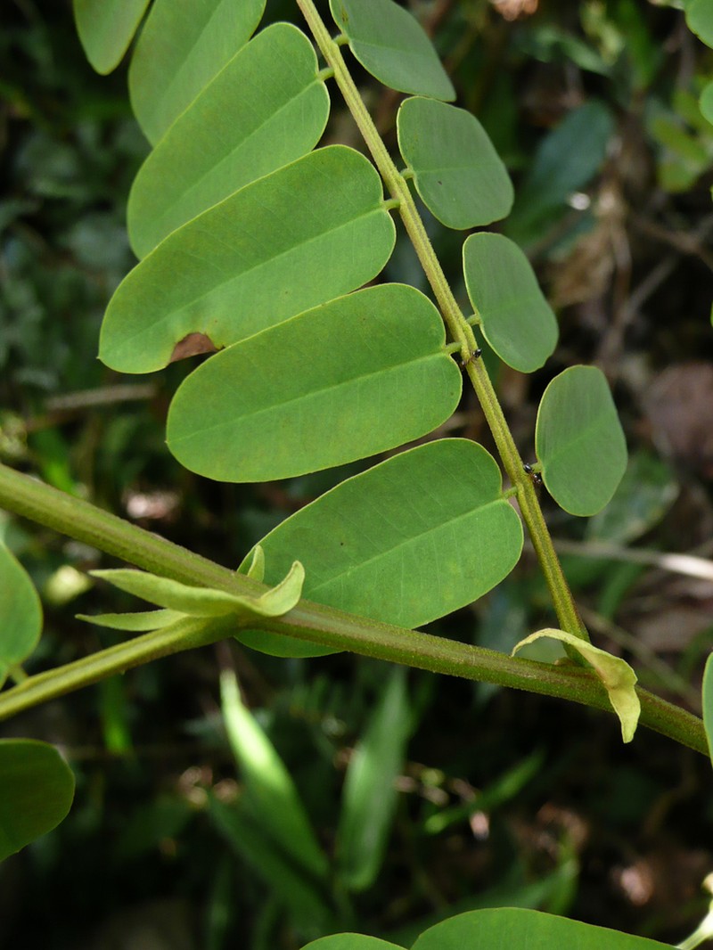 Cassia fikifiki