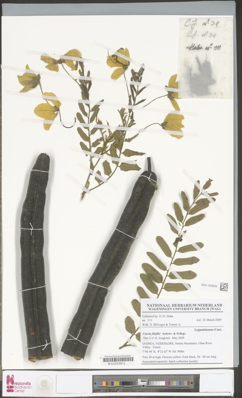 Cassia fikifiki photo 3