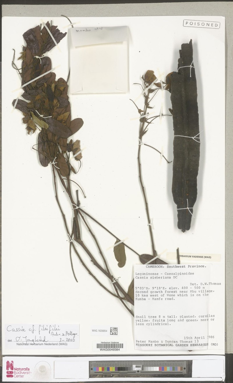 Cassia fikifiki photo 6