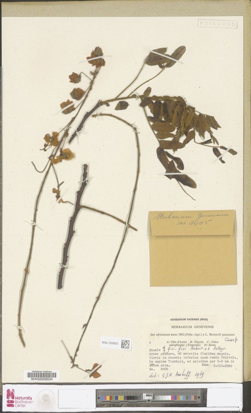 Cassia fikifiki photo 7