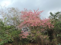 Pink Shower