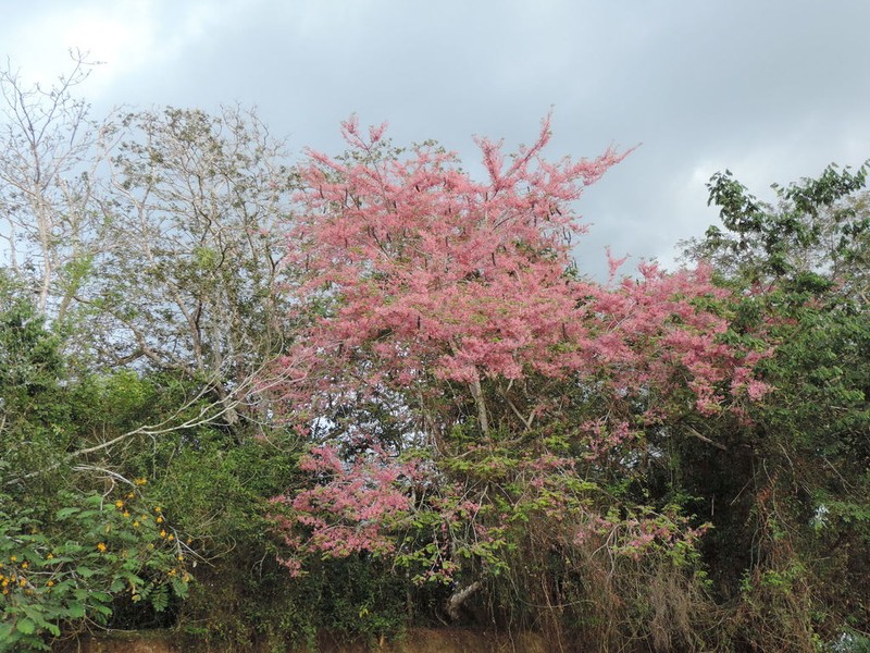 Pink Shower
